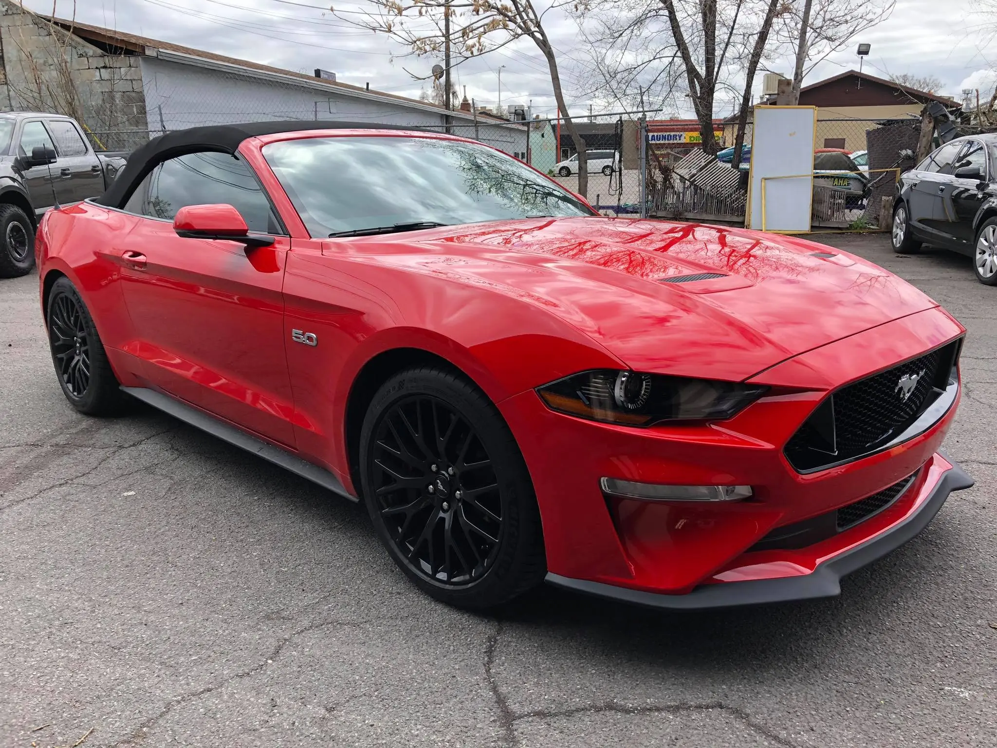 Mustang tint